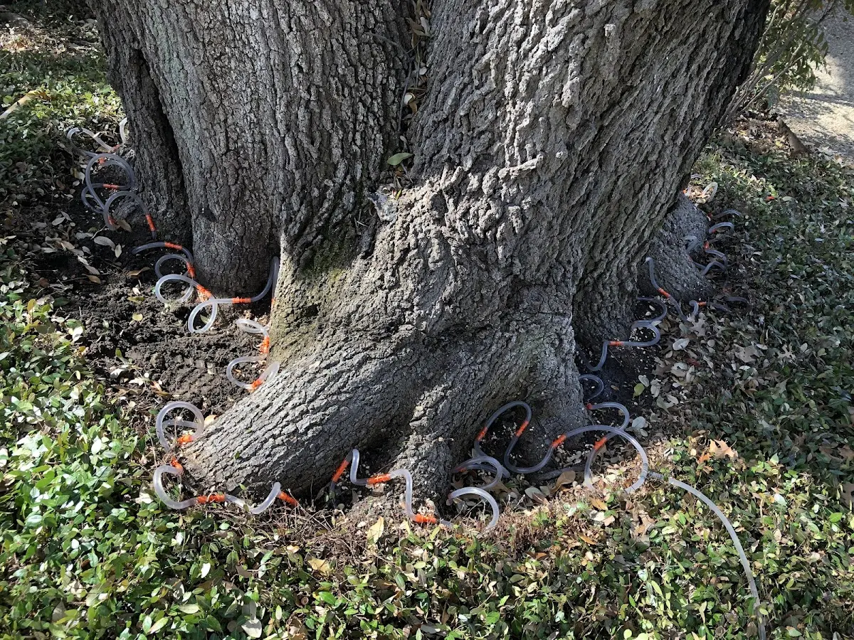 Detailed Tree Cabling and Bracing job site in Roxana